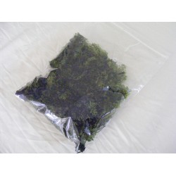 Busta lichene verde per...