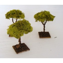 Medium lichen tree for...