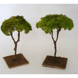 Albero lichene grande per...