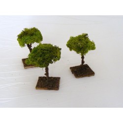 Albero lichene piccolo per...